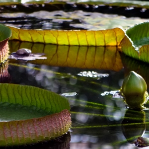 Feuilles et bourgeon de nénuphar sur un plan d'eau² - Belgique  - collection de photos clin d'oeil, catégorie plantes